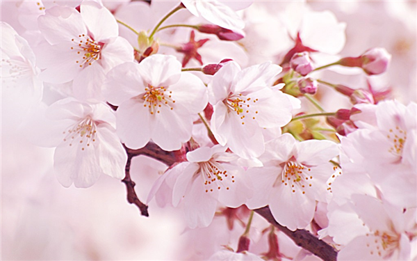 浴衣の柄 桜
